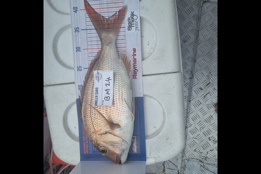 Sean Batt caught this 37.0cm Snapper at Auckland during The Hirepool Baitmates Fishing Comp