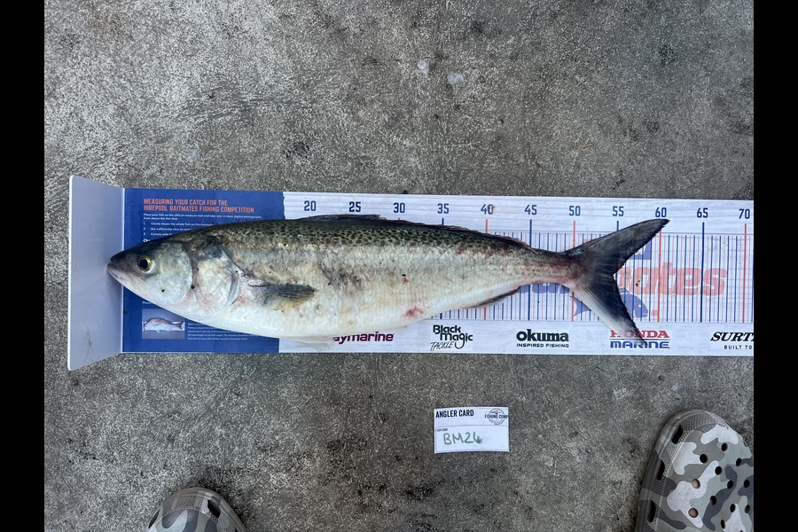 Maddison Slobbe caught this 54.5cm Kahawai at Wellington during The Hirepool Baitmates Fishing Comp