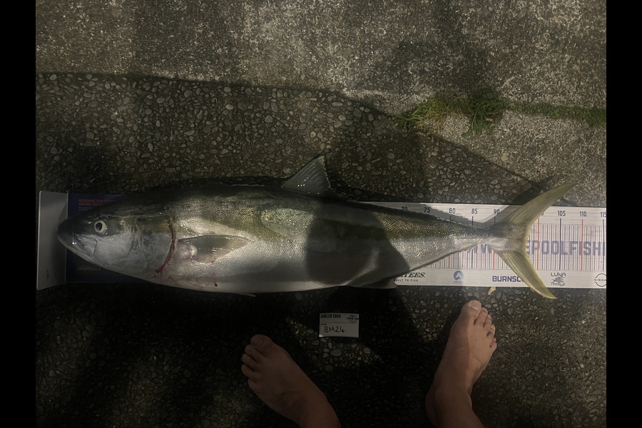 Maddison Slobbe caught this 97.0cm Kingfish at Wellington during The Hirepool Baitmates Fishing Comp