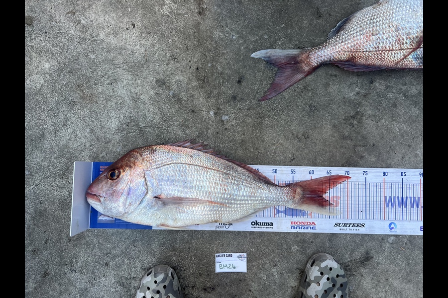Luke Slobbe caught this 63.0cm Snapper at Wellington during The Hirepool Baitmates Fishing Comp