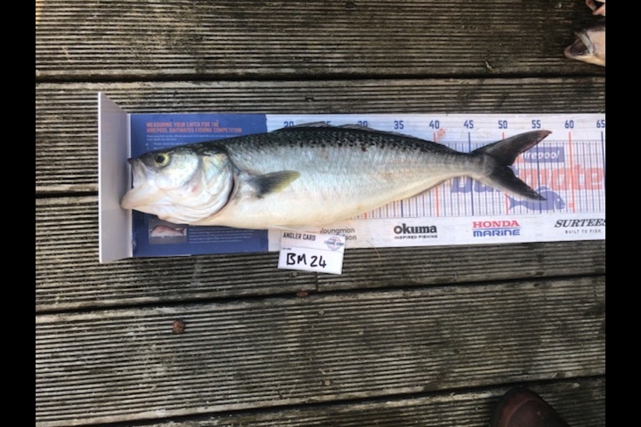 Jordan Froome caught this 50.5cm Kahawai at Taranaki during The Hirepool Baitmates Fishing Comp