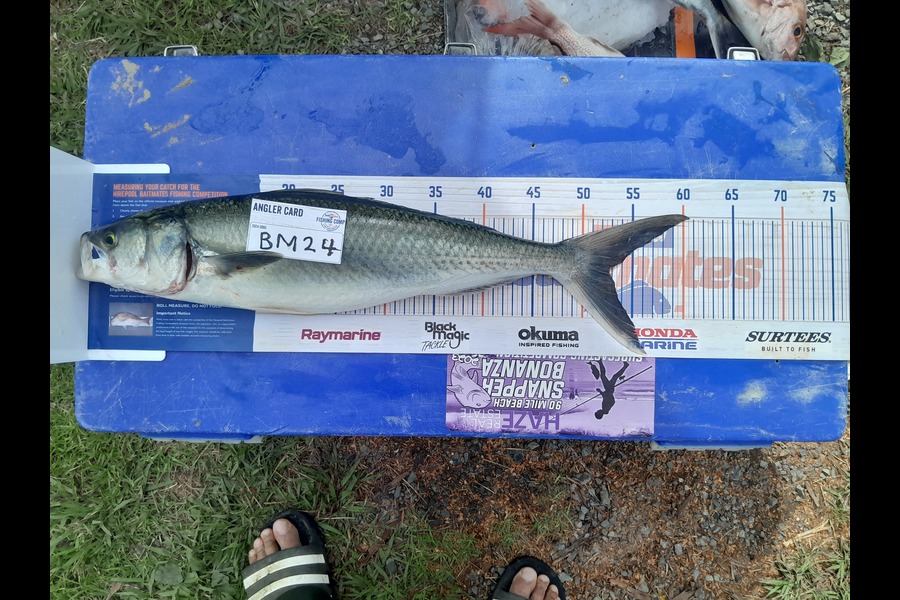 Jose Broughton caught this 52.5cm Kahawai at Northland during The Hirepool Baitmates Fishing Comp