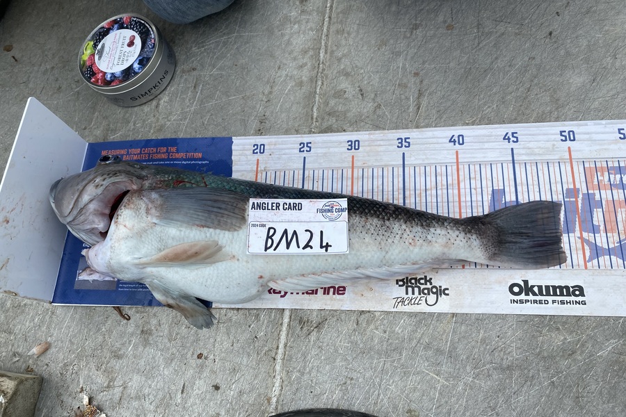 Jay Godden caught this 45cm Blue Cod at Wairarapa
 during The Hirepool Baitmates Fishing Comp