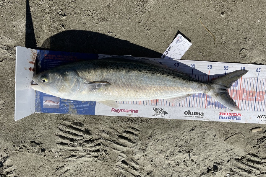 Harry Nguyen caught this 56cm Kahawai at Canterbury during The Hirepool Baitmates Fishing Comp