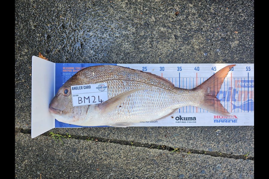 Isaac Lawson caught this 45.5cm Snapper at Coromandel during The Hirepool Baitmates Fishing Comp