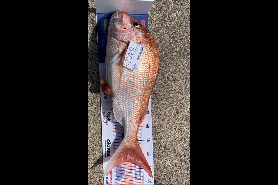 Bradley Severn caught this 51.5cm Snapper at Bay of Plenty during The Hirepool Baitmates Fishing Comp