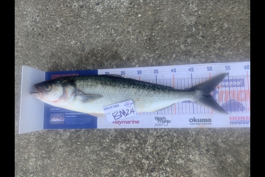 Josh Bolton caught this 49.5cm Kahawai at Wellington during The Hirepool Baitmates Fishing Comp