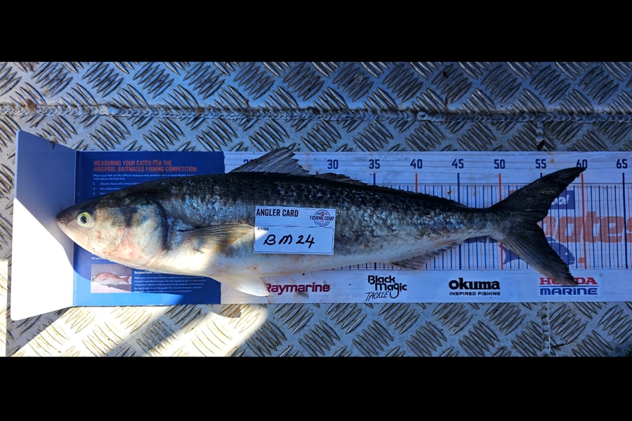 Tony Wong-Kam caught this 54.0cm Kahawai at Auckland during The Hirepool Baitmates Fishing Comp