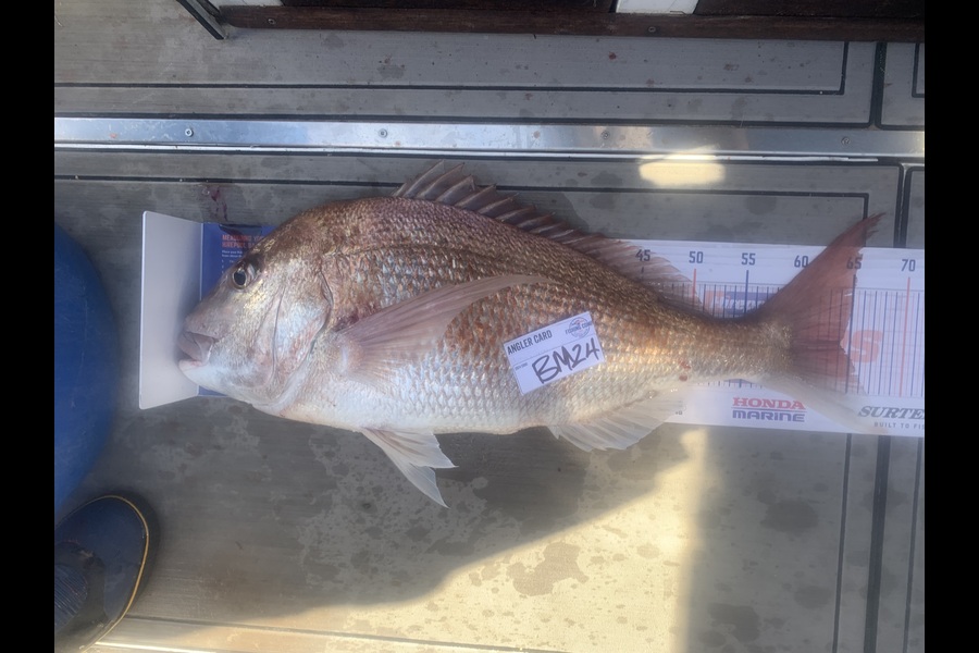 Josh Bolton caught this 64.0cm Snapper at Wellington during The Hirepool Baitmates Fishing Comp