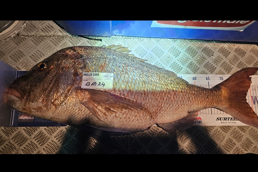 Tony Wong-Kam caught this 78.0cm Snapper at Auckland during The Hirepool Baitmates Fishing Comp
