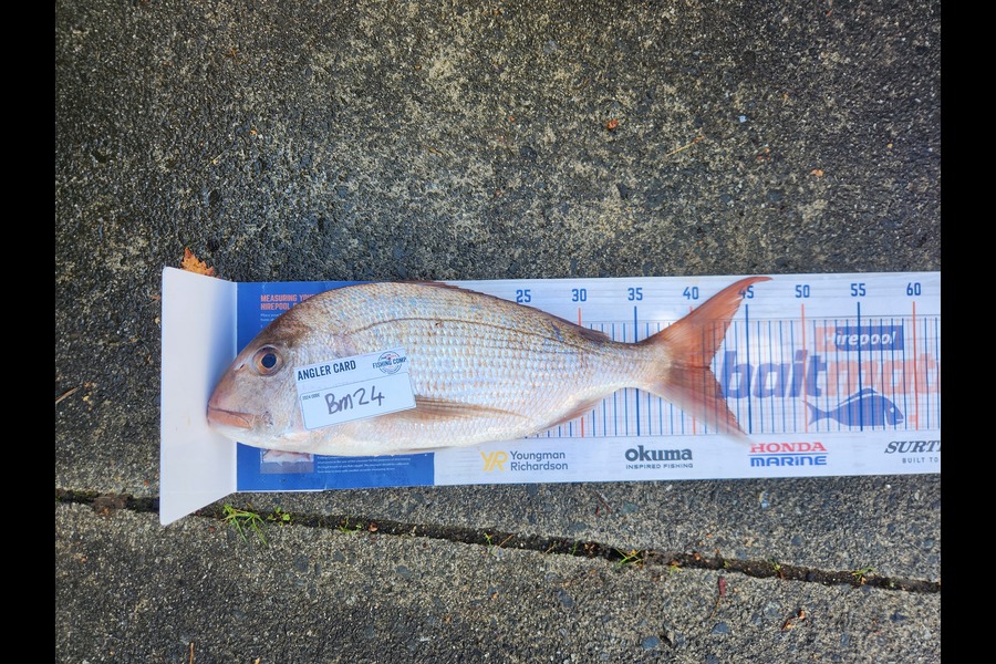 Josh Lawson caught this 41.5cm Snapper at Coromandel during The Hirepool Baitmates Fishing Comp