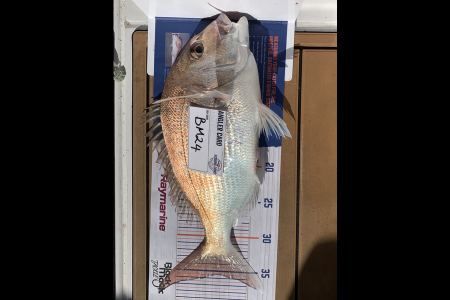 Mark Loper caught this 35.5cm Snapper at Wellington during The Hirepool Baitmates Fishing Comp