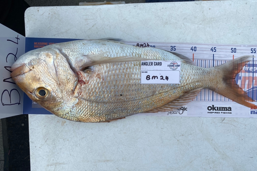 peter barry caught this 50.0cm Snapper at Waikato during The Hirepool Baitmates Fishing Comp