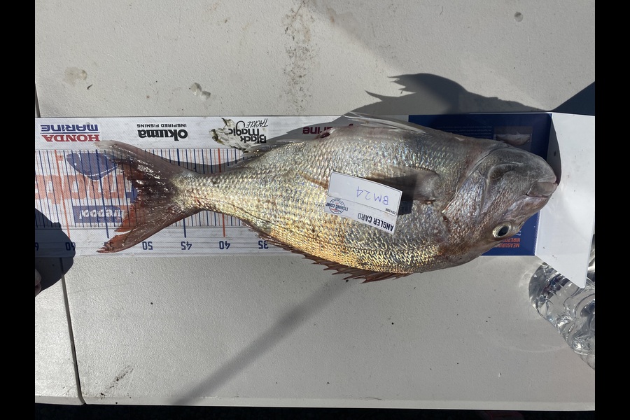 Andrew Russell caught this 50.0cm Snapper at Manawatu during The Hirepool Baitmates Fishing Comp
