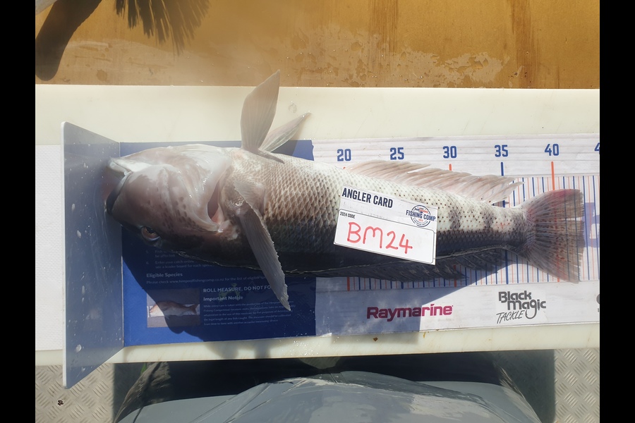 Rodney Niven caught this 42.5cm Blue Cod at Wellington during The Hirepool Baitmates Fishing Comp
