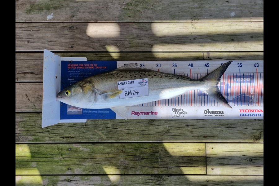 Jayden Emtage caught this 48.0cm Kahawai at Northland during The Hirepool Baitmates Fishing Comp