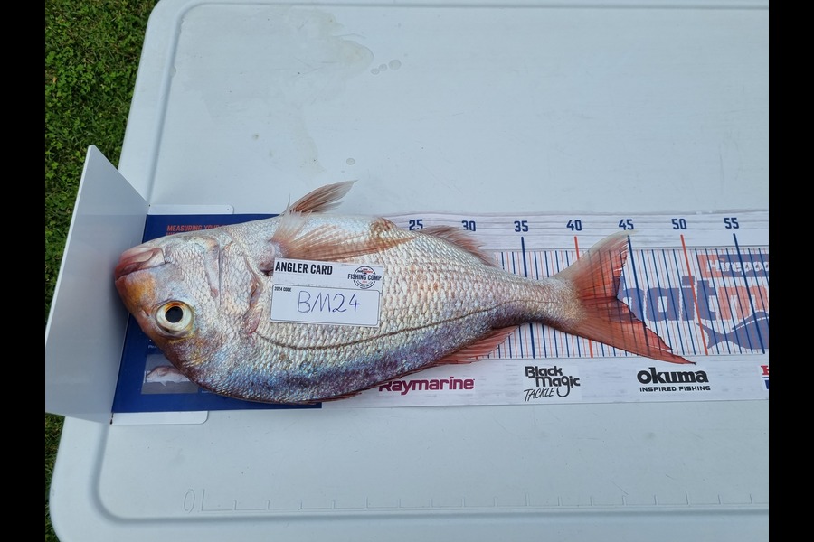Alex Filyaev caught this 43.0cm Snapper at Auckland during The Hirepool Baitmates Fishing Comp