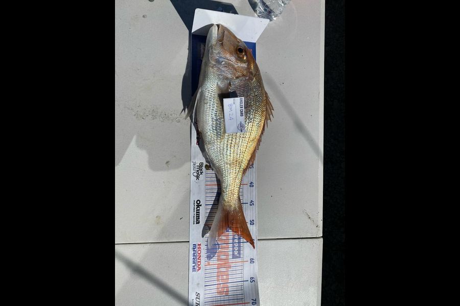Zachary McCallum caught this 51.0cm Snapper at Manawatu during The Hirepool Baitmates Fishing Comp