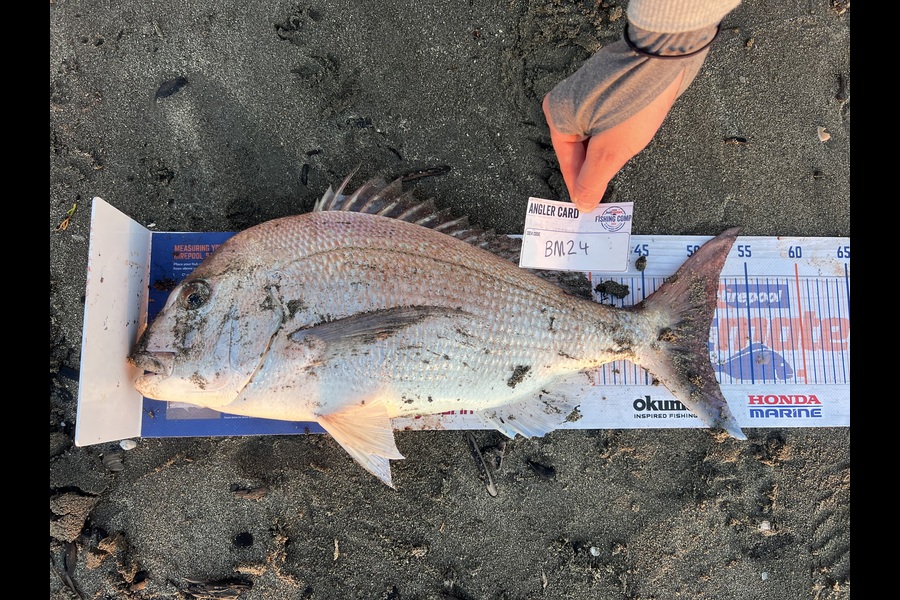 danny rawnsley-wratt caught this 51.0cm Snapper at Wellington during The Hirepool Baitmates Fishing Comp