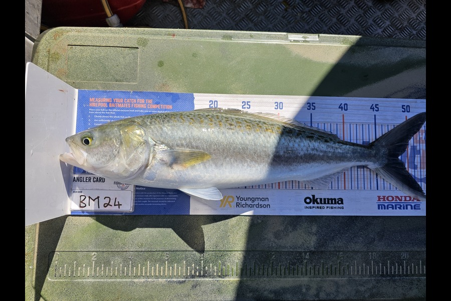 Wesley Skinner caught this 48.5cm Kahawai at Canterbury during The Hirepool Baitmates Fishing Comp