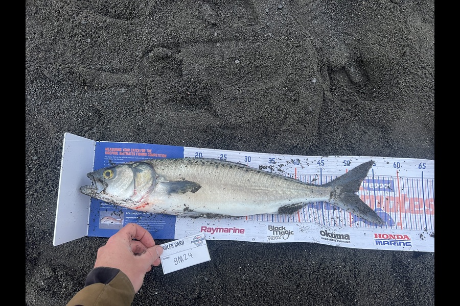 danny rawnsley-wratt caught this 50.5cm Kahawai at Wellington during The Hirepool Baitmates Fishing Comp