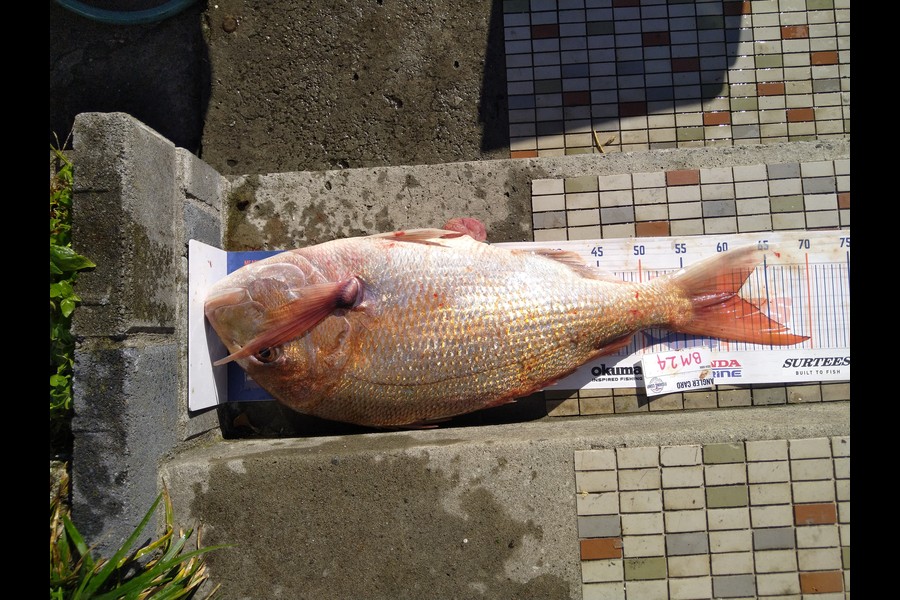 Steve  Brown  caught this 61.5cm Snapper at Wellington during The Hirepool Baitmates Fishing Comp