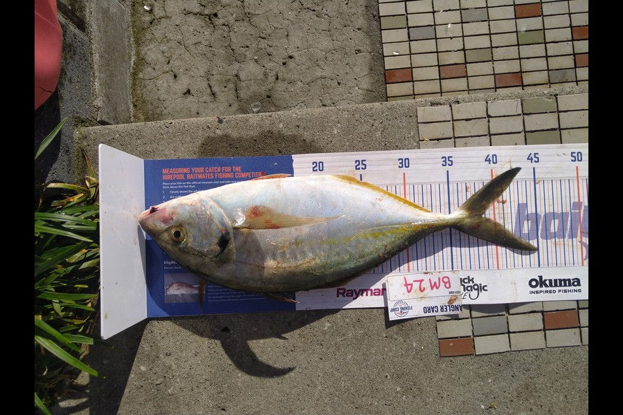 Steve  Brown  caught this 38.5cm Trevally at Wellington during The Hirepool Baitmates Fishing Comp