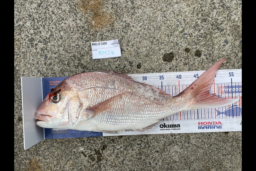 Brody de Beer caught this 48.5cm Snapper at Auckland during The Hirepool Baitmates Fishing Comp