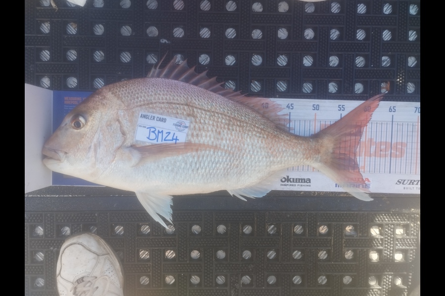 Duncan Pringle caught this 58.0cm Snapper at Wellington during The Hirepool Baitmates Fishing Comp