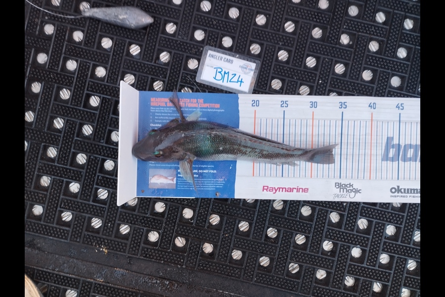 Duncan Pringle caught this 33.5cm Blue Cod at Wellington during The Hirepool Baitmates Fishing Comp