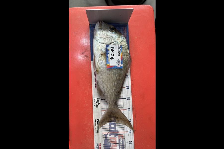 Zayn Haretuku caught this 45.0cm Snapper at Northland during The Hirepool Baitmates Fishing Comp