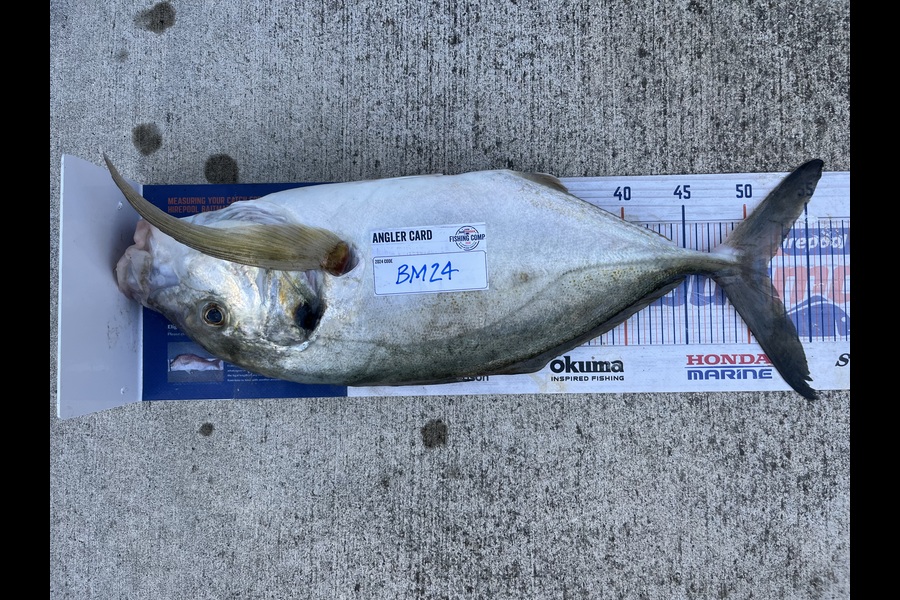 Alastair Munro caught this 51.5cm Trevally at Taranaki during The Hirepool Baitmates Fishing Comp