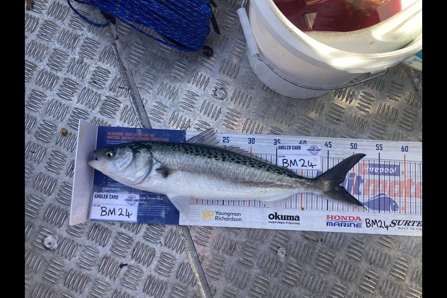 Anthony Murray caught this 47.0cm Kahawai at Wellington during The Hirepool Baitmates Fishing Comp