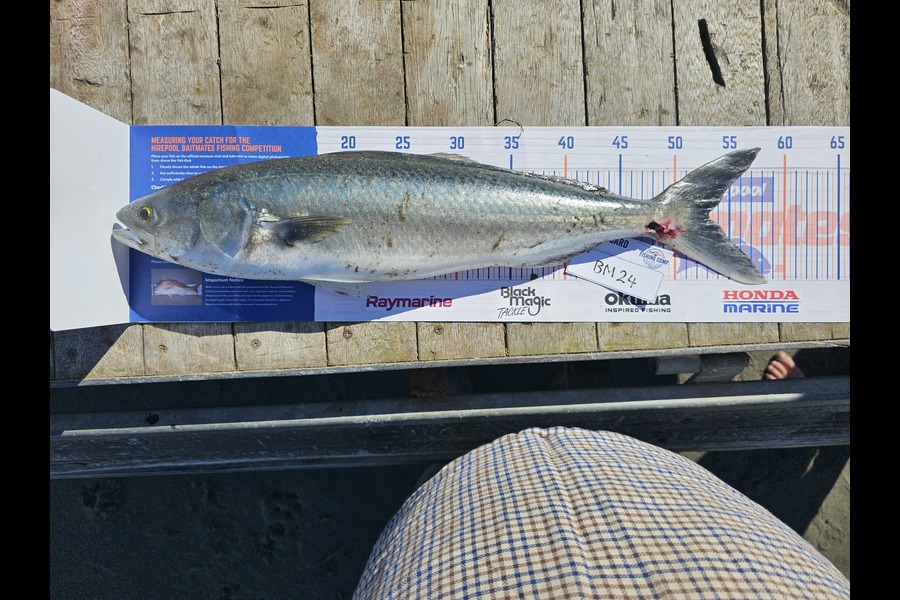 Robbie Trembath caught this 53.0cm Kahawai at Manawatu during The Hirepool Baitmates Fishing Comp