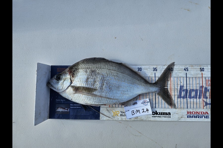Andrew kane caught this 39.0cm Tarakihi at Canterbury during The Hirepool Baitmates Fishing Comp