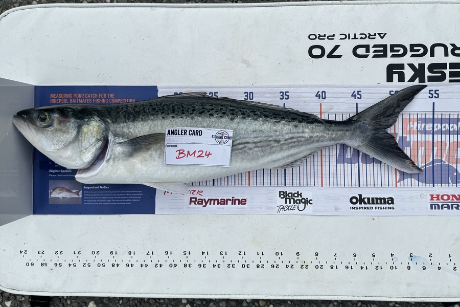 Brooklyn McKenzie caught this 47cm Kahawai at Bay of Plenty during The Hirepool Baitmates Fishing Comp