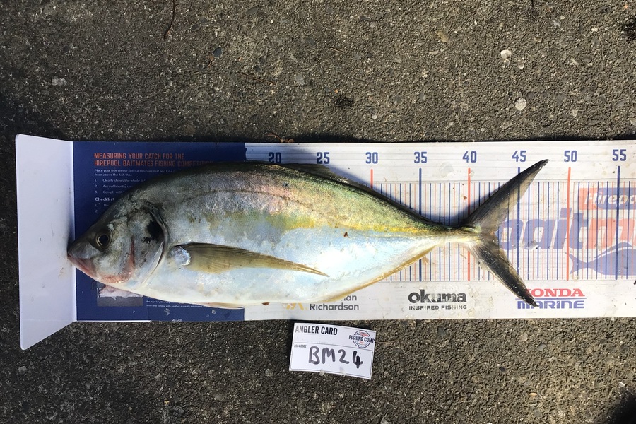Mason Gestro caught this 42.5cm Trevally at Wellington during The Hirepool Baitmates Fishing Comp