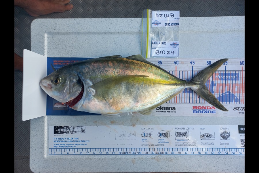 Louis Viljoen caught this 46.5cm Trevally at Wellington during The Hirepool Baitmates Fishing Comp