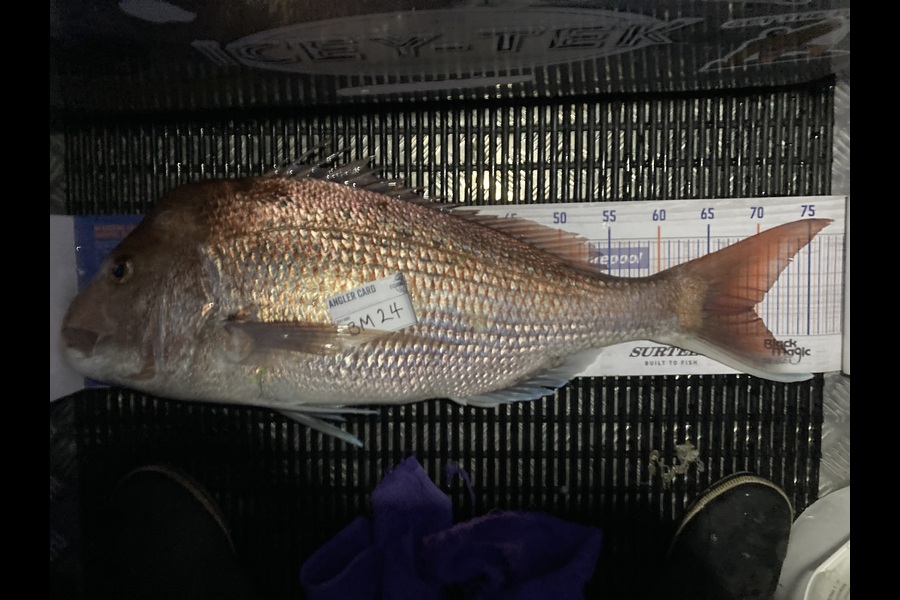Shannon Scholes caught this 69.5cm Snapper at Nelson/Marlborough during The Hirepool Baitmates Fishing Comp