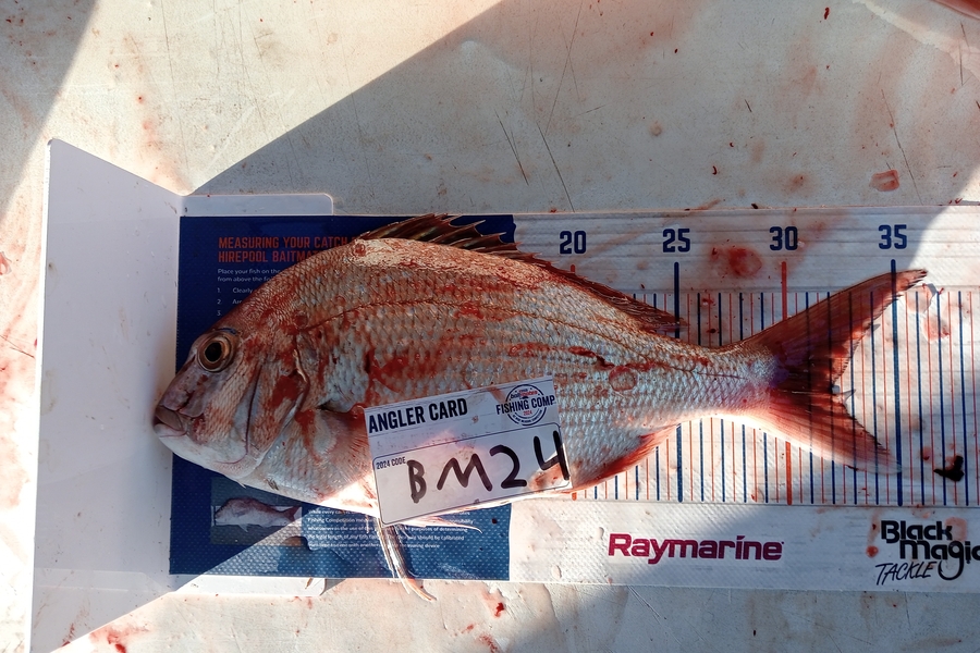 Jahlin Tehiko caught this 32.0cm Snapper at Hawkes Bay during The Hirepool Baitmates Fishing Comp