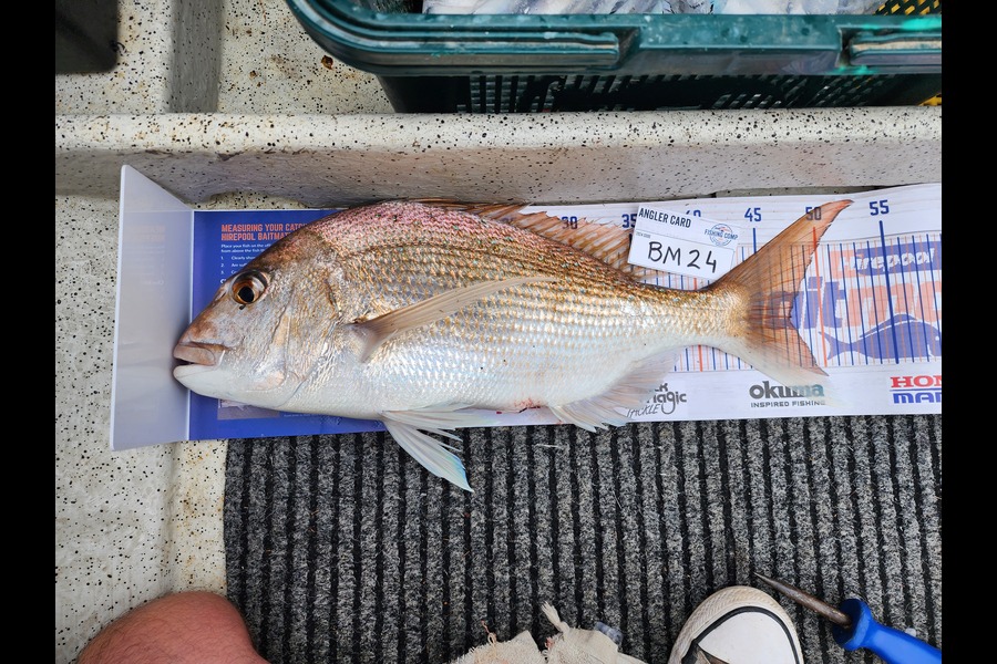 Luke Eckert caught this 47.5cm Snapper at Coromandel during The Hirepool Baitmates Fishing Comp