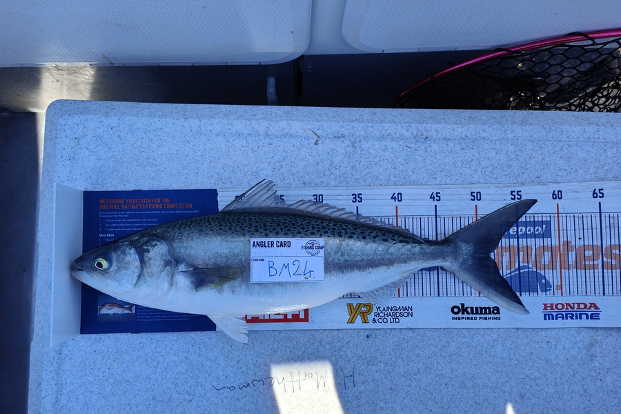 Nikora Wild caught this 51.5cm Kahawai at Wellington during The Hirepool Baitmates Fishing Comp