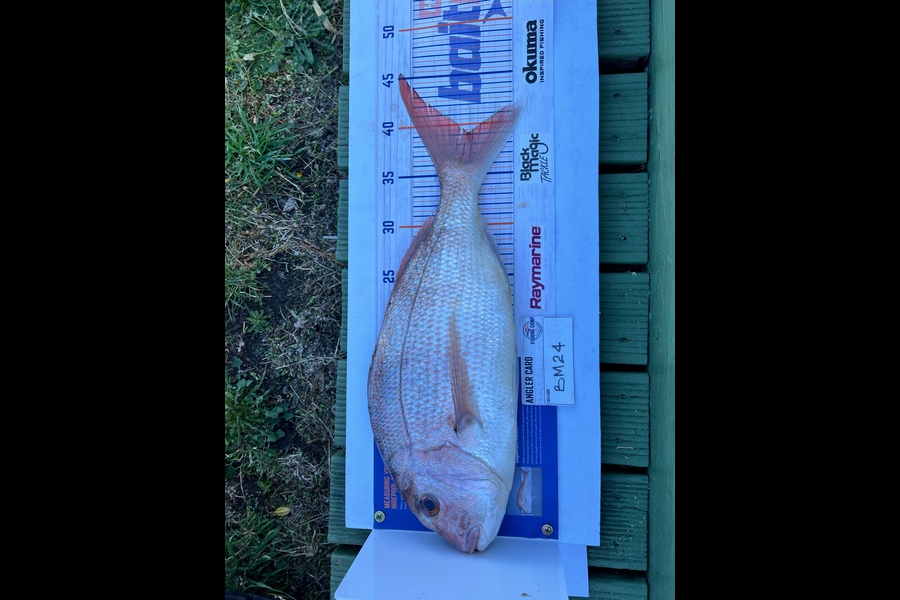 Chaz George caught this 39.0cm Snapper at Wairarapa
 during The Hirepool Baitmates Fishing Comp