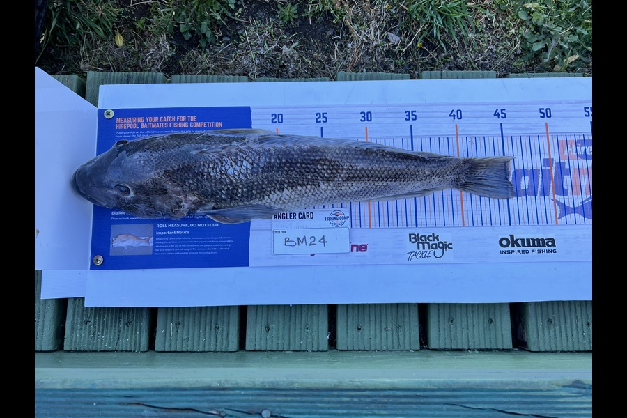 Chaz George caught this 45.0cm Blue Cod at Wairarapa
 during The Hirepool Baitmates Fishing Comp
