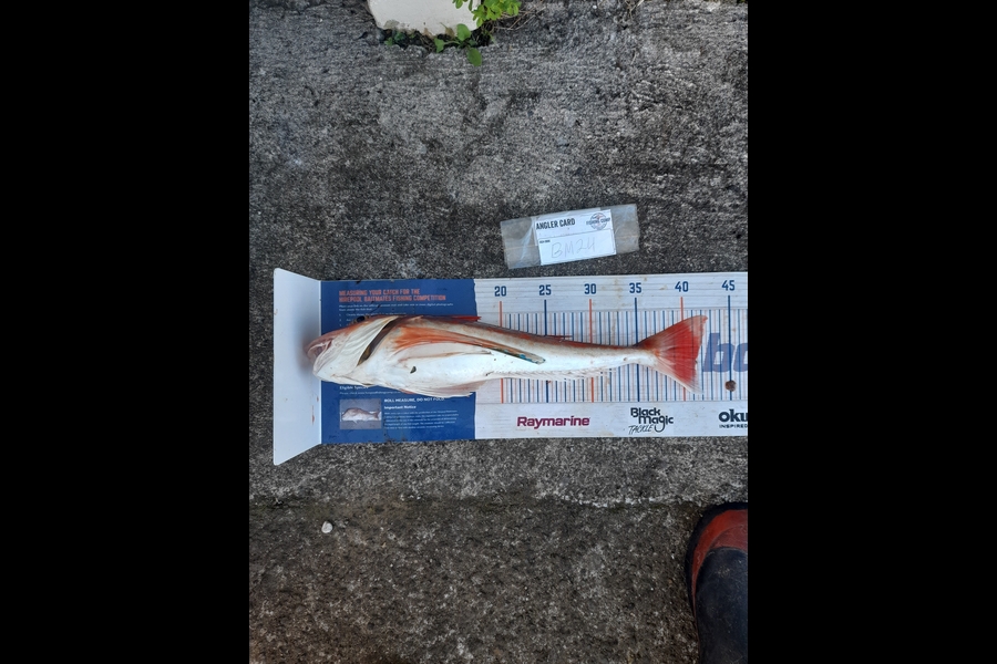 Glen Poskitt caught this 41.0cm Gurnard at Taranaki during The Hirepool Baitmates Fishing Comp