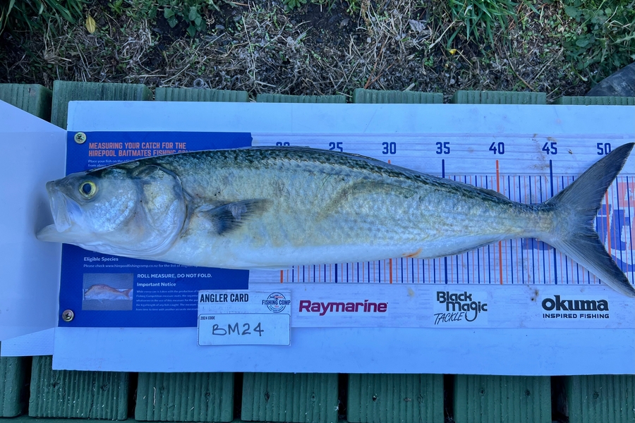 Sharon Cretney caught this 48.0cm Kahawai at Wairarapa
 during The Hirepool Baitmates Fishing Comp