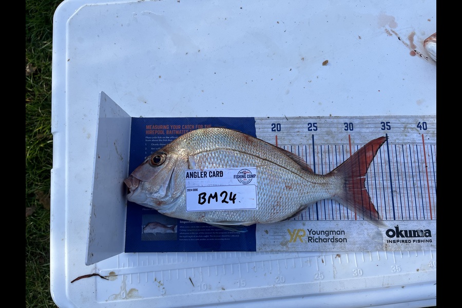 David Hayman caught this 31.5cm Snapper at Taranaki during The Hirepool Baitmates Fishing Comp