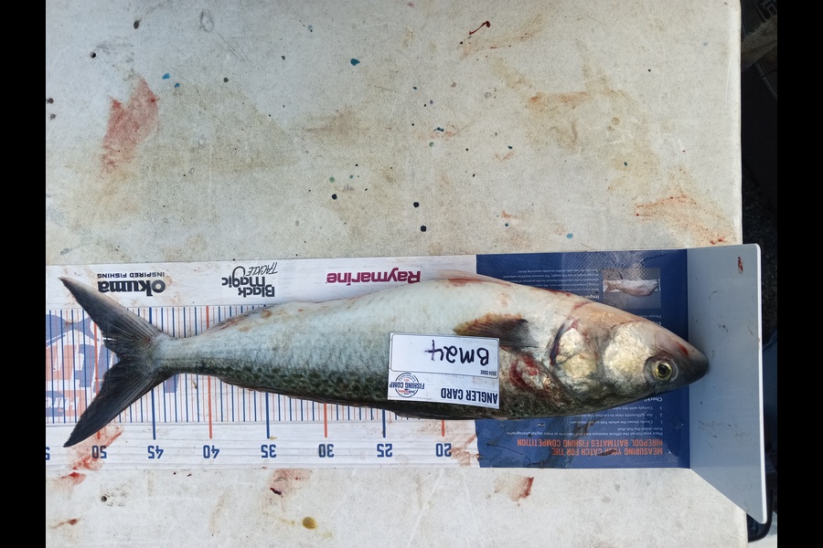 Yvonne Jones caught this 47.5cm Kahawai at Waikato during The Hirepool Baitmates Fishing Comp