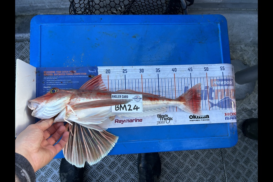 Jared Wilson caught this 47.5cm Gurnard at Wellington during The Hirepool Baitmates Fishing Comp