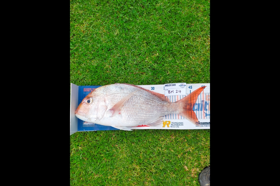 Wayne Farrow caught this 45.5cm Snapper at Bay of Plenty during The Hirepool Baitmates Fishing Comp